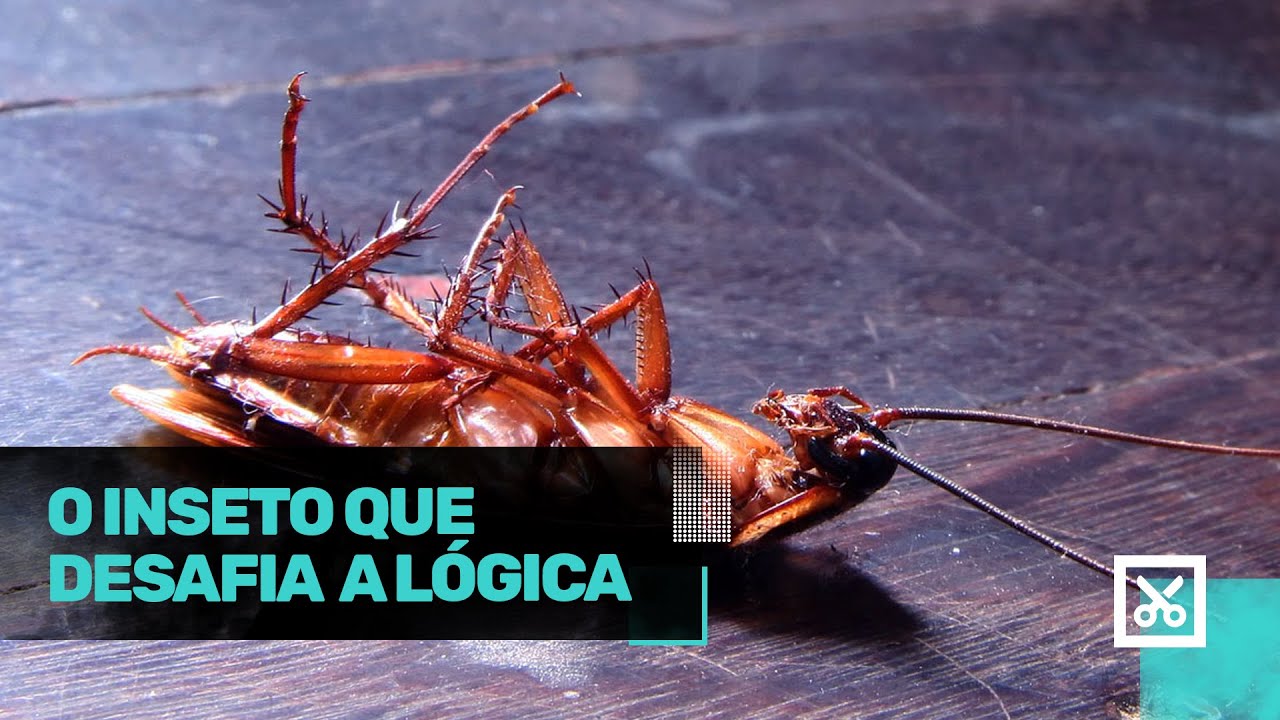 10 coisas que voc&ecirc; precisa saber sobre as baratas