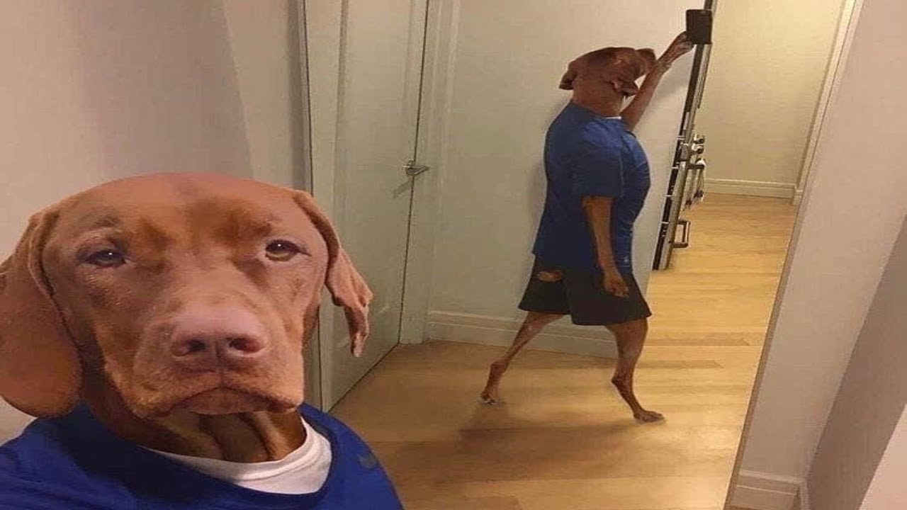Top 5 Animals