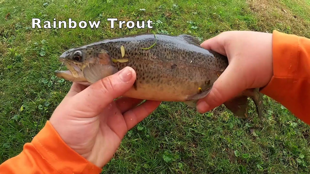 Trout Fishing the Fall Trout Stocking Using Powerbait