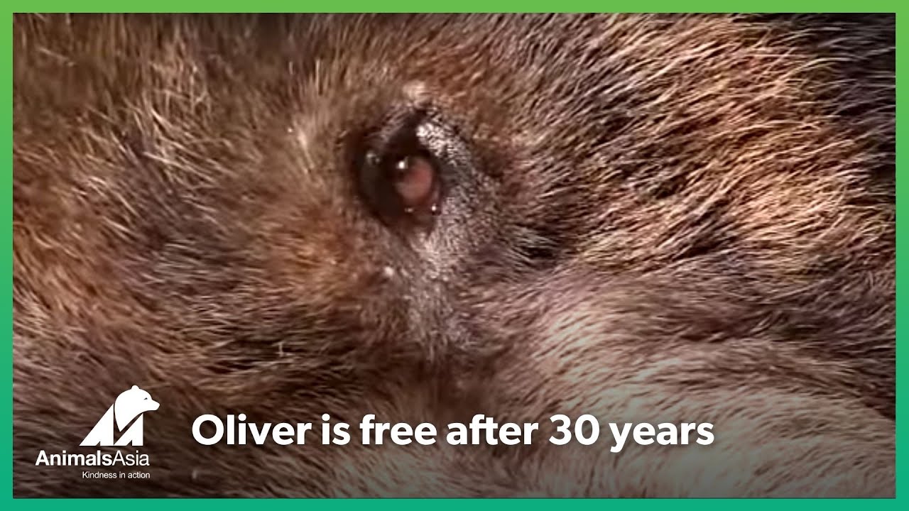 Brown bear Oliver enjoys his freedom after 30 years on a bear bile farm