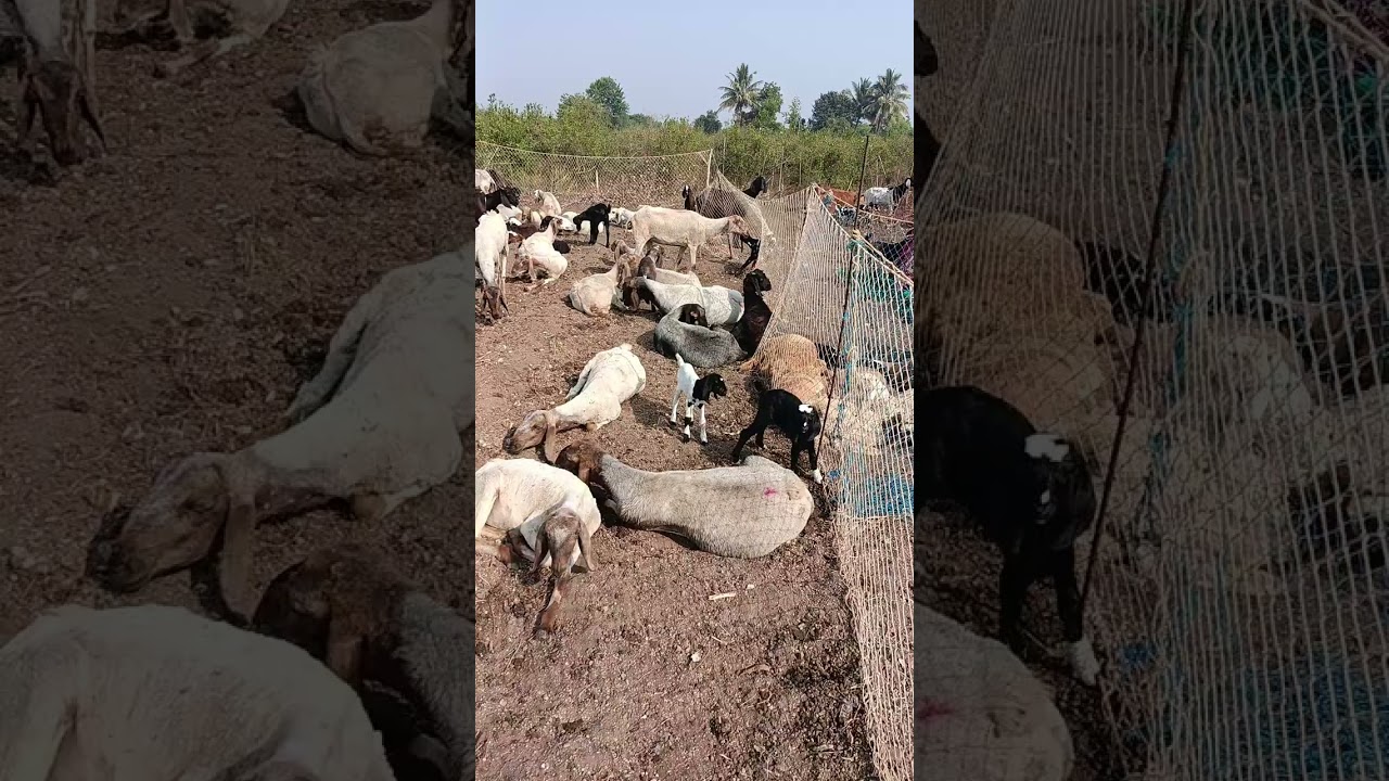 शेता मध्ये मेंढ्या बसवल्या🐏🐏🦮