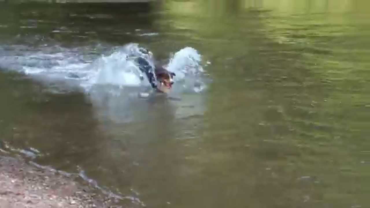 Appenzeller Sennenhund Bruno