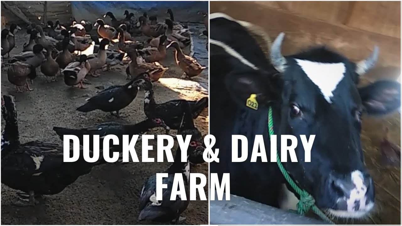 CCM Duckery & Dairy Farm