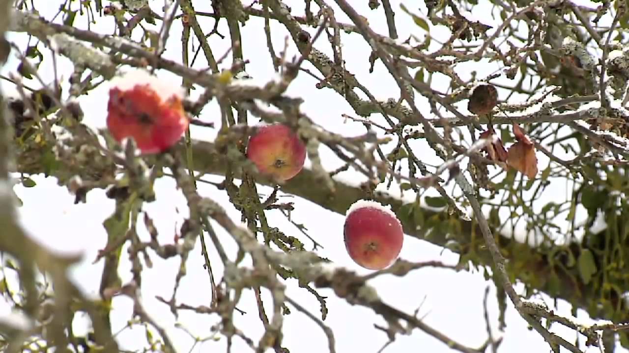 PTAK TEŻ CZŁOWIEK, cz.9 - ZIMA
