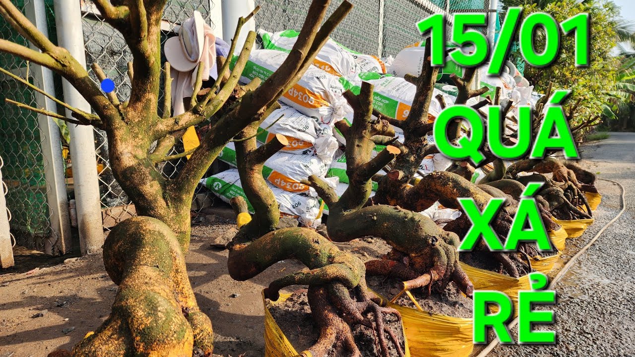 15/01 Minh nhí _0976567966 Quá xá rẻ cả nhà ơi 