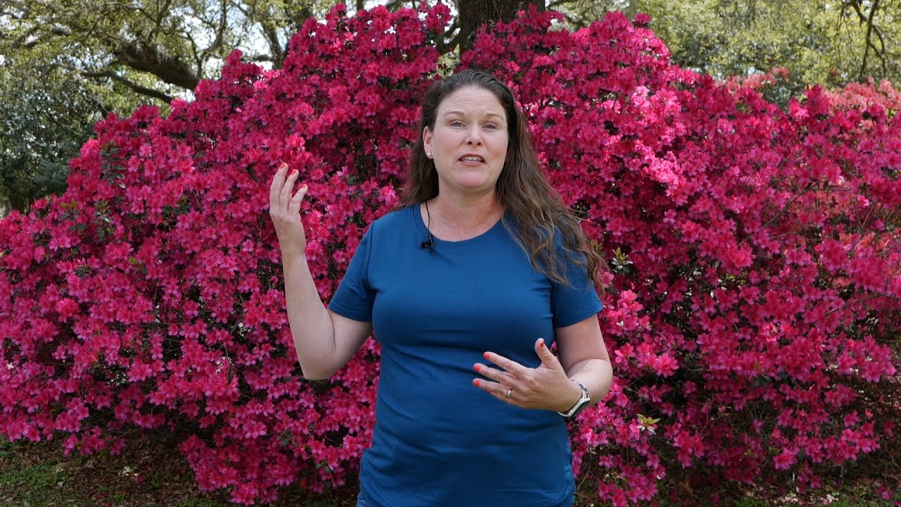 Get It Growing: It’s showtime for azaleas