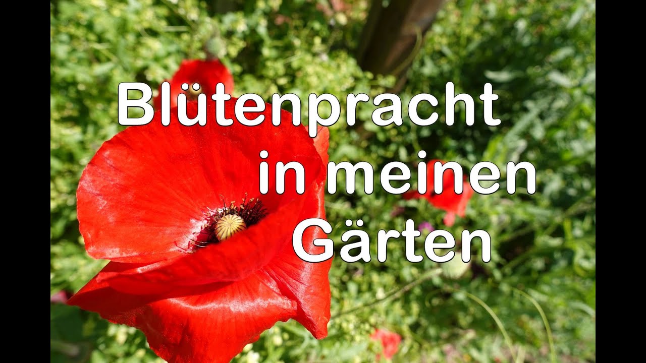 Großer Gartenrundgang im Juni