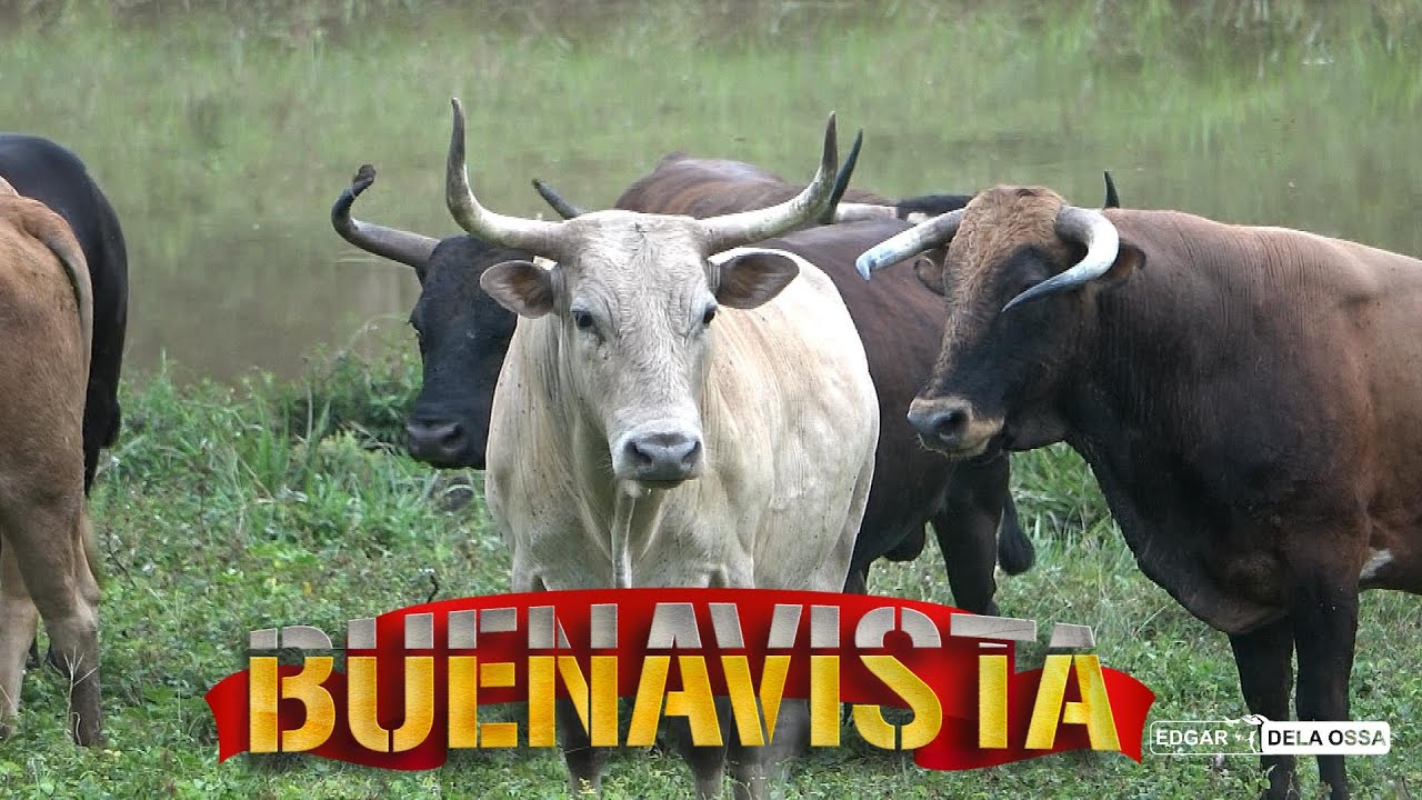 TODAS LAS GANADERIAS QUE ESTARÁN EN LAS CORRALEJAS DE BUENAVISTA 2026