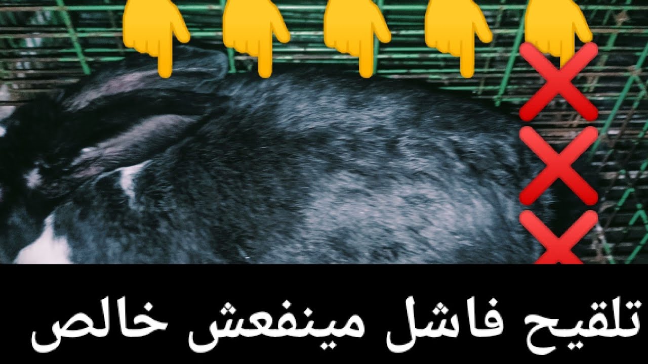 التلقيح دا مينفعش خالص وللاسف تعب على الفاضي خلى بالك واتصرف صح 🥺🥺🥺