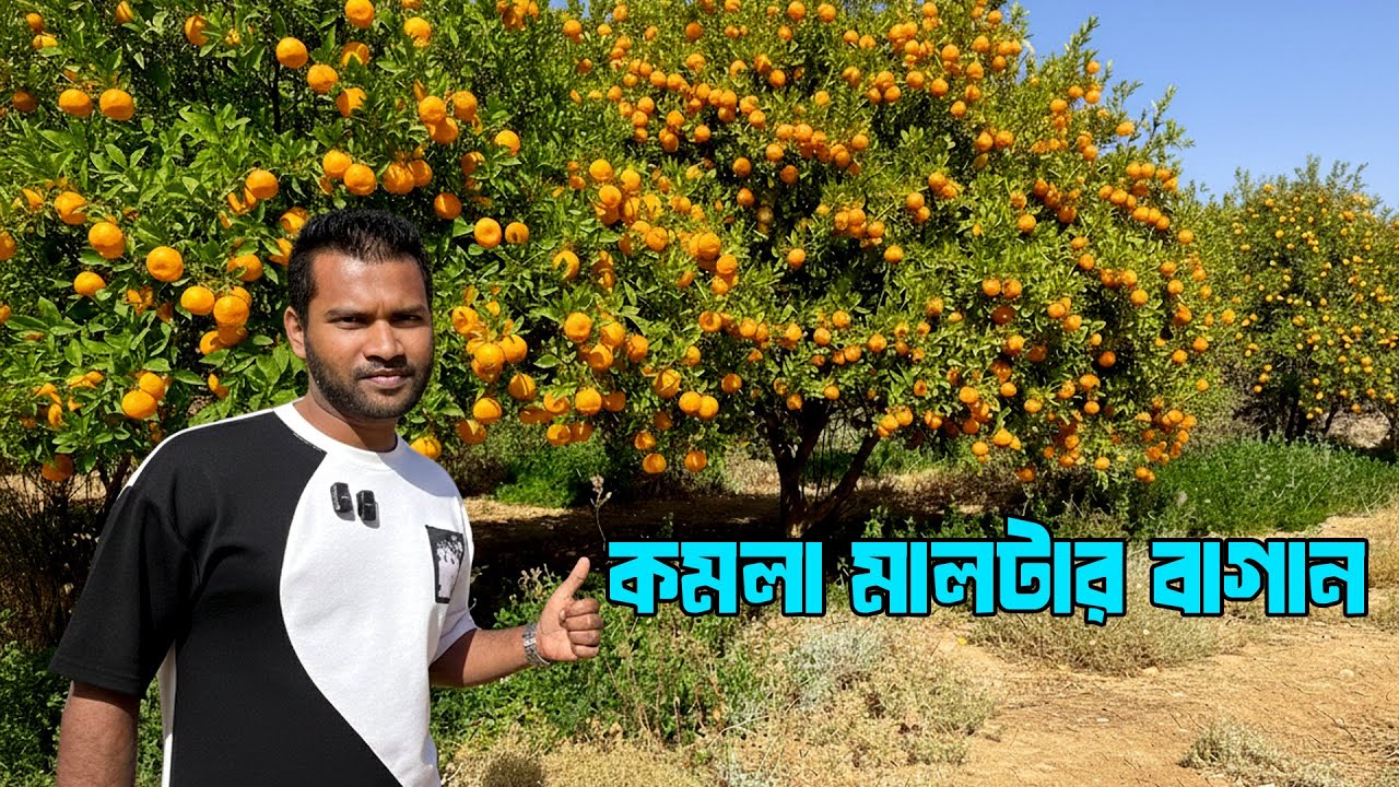 কমলা এবং মালটার বাগান সৌদি আরবে | Orange And Citrus Farm In Saudi Arabia