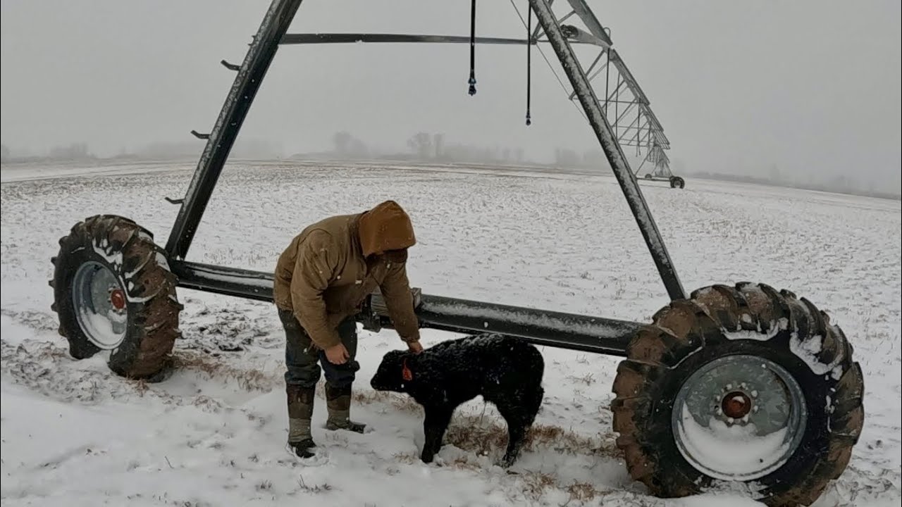 Я нашёл этого телёнка совсем одного в снегу.