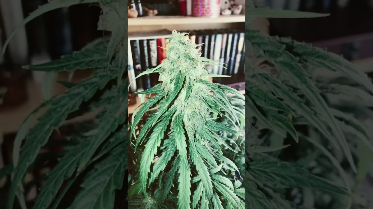 Banana Blaze, day 87&hellip;&hellip;