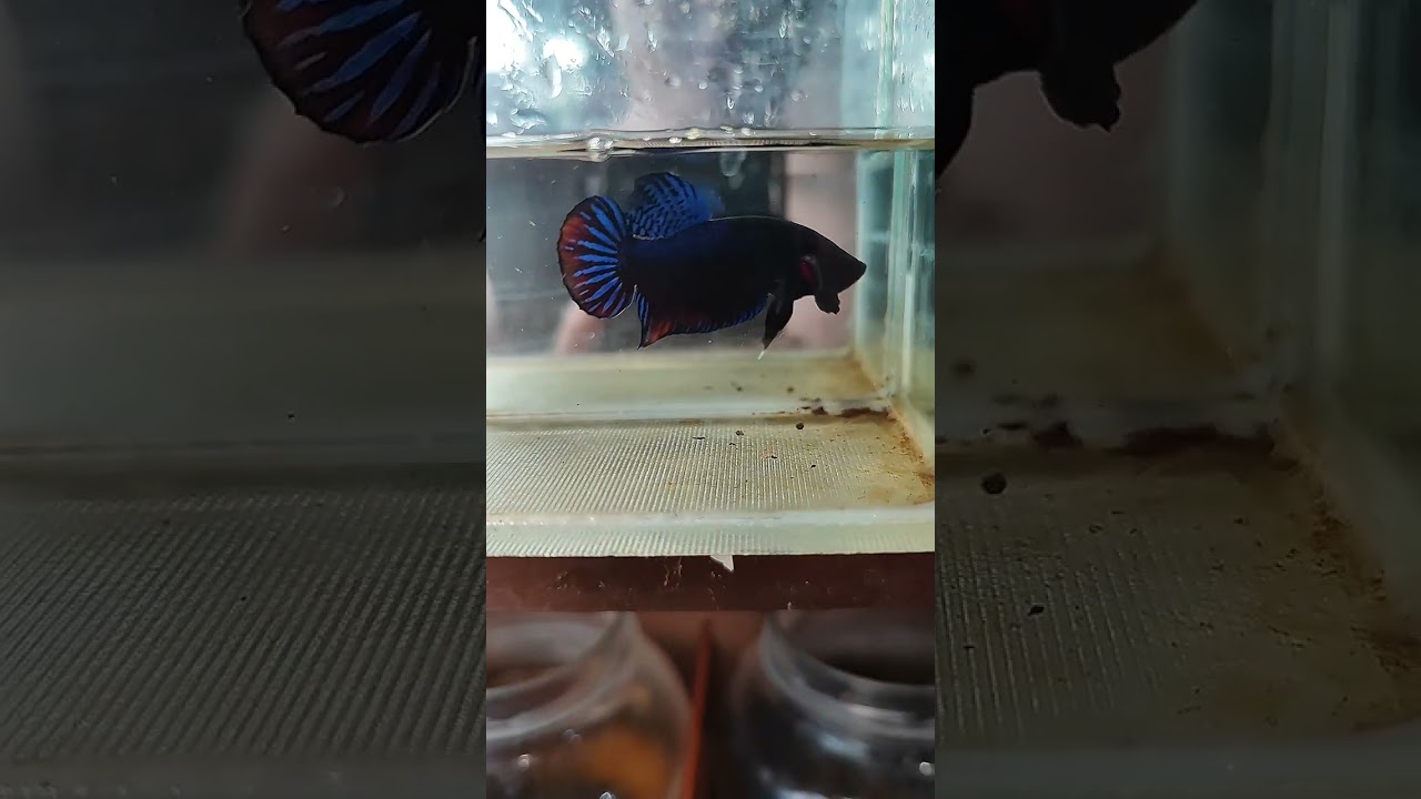 Kirim ikan cupang adu import warna biru dan silver buat ke jakarta dan bandung
