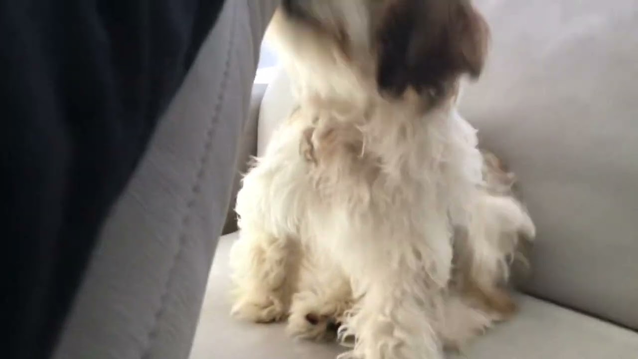 I WAS RECORDING THEN I FARTED LOL LMAOOOOO