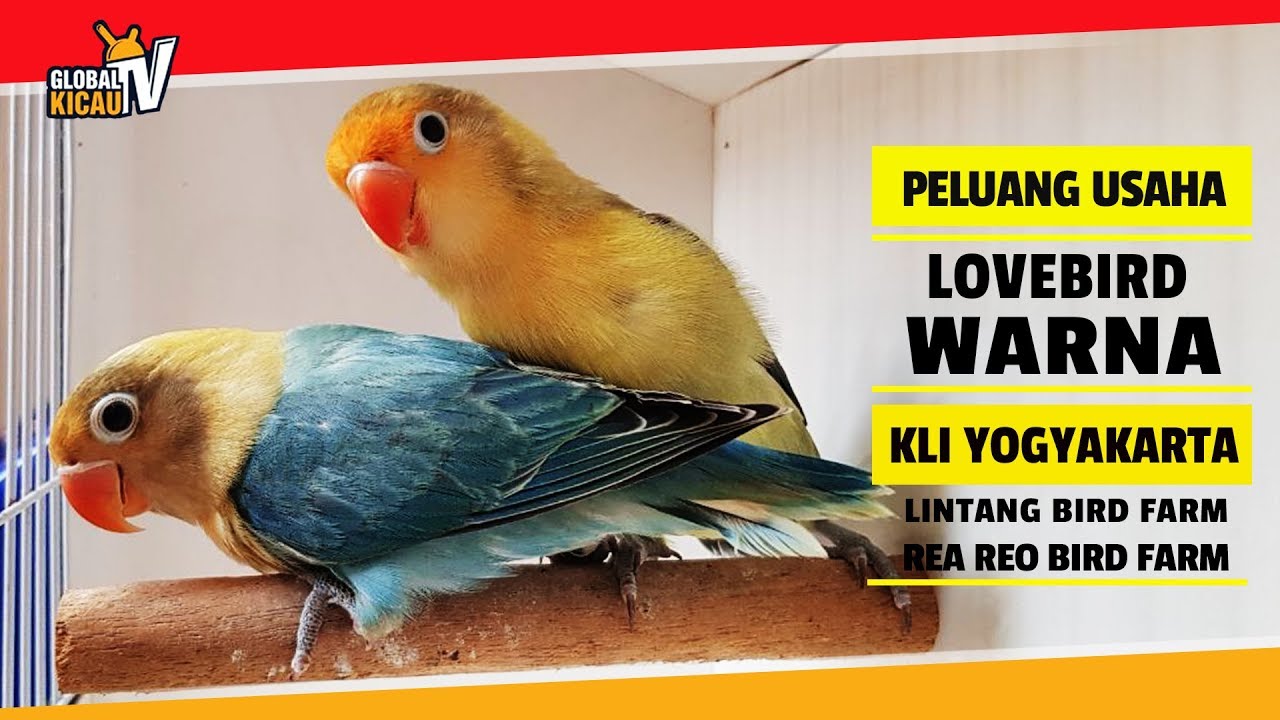 Global Kicau | Lovebird Warna #1 : Mencetak Fischeri Turqoise Seharga Motor Sport