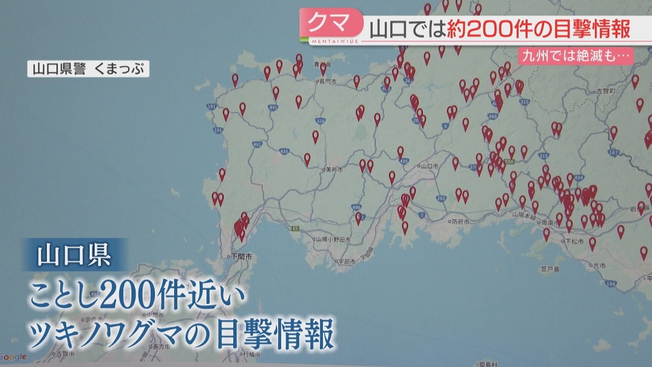 全国でクマ被害が過去最悪　九州上陸の可能性は？　海を隔てて650メートルの山口で200件近くの目撃情報