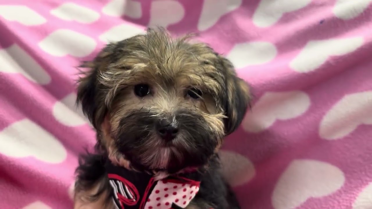 Louie M Morkie video 1-5-26