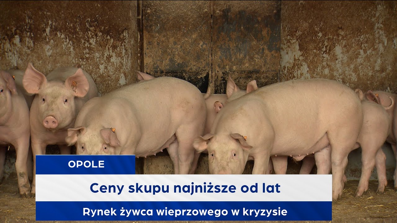 Ceny skupu najniższe od lat. Rynek żywca wieprzowego w kryzysie