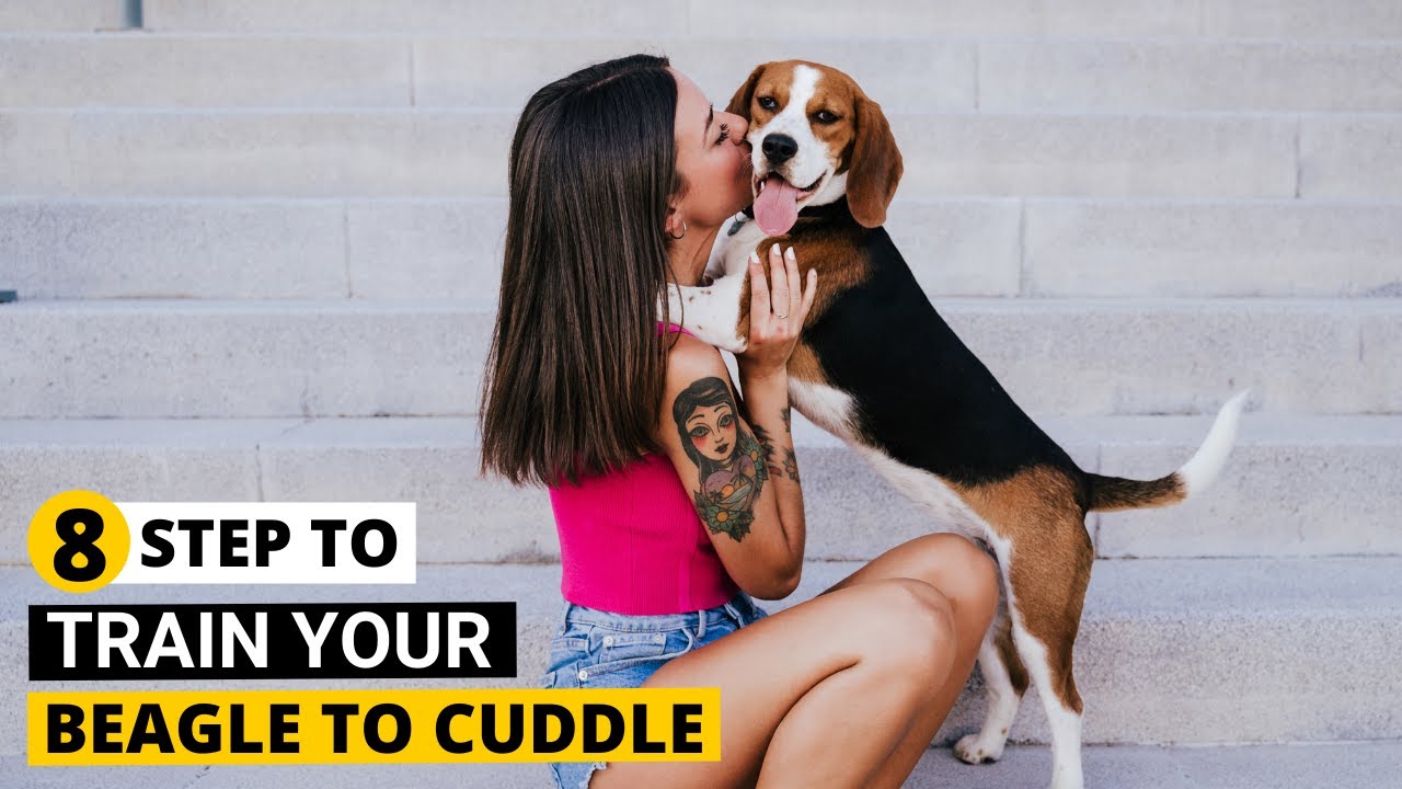 How to make your Beagle Cuddle-friendly and Affectionate