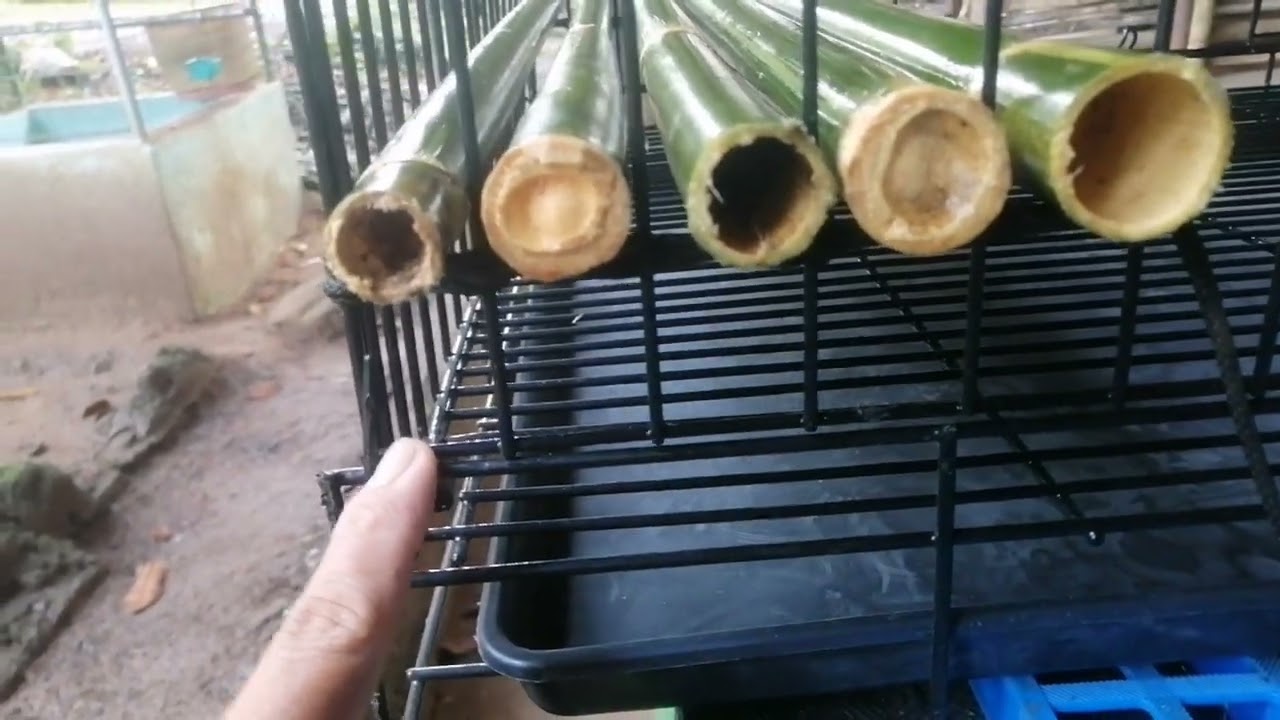 DIY. battery cage for shamo hen