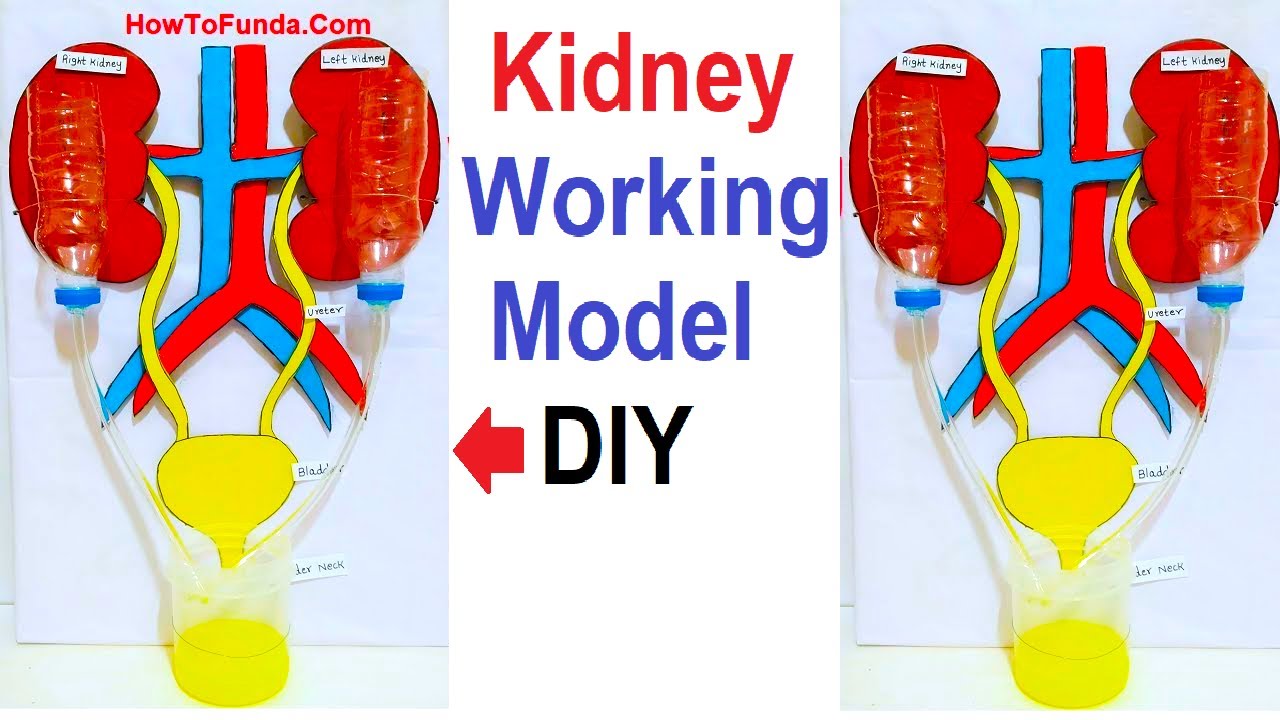 kidney working model 3d making for science exhibition project | urinary system | DIY  | howtofunda