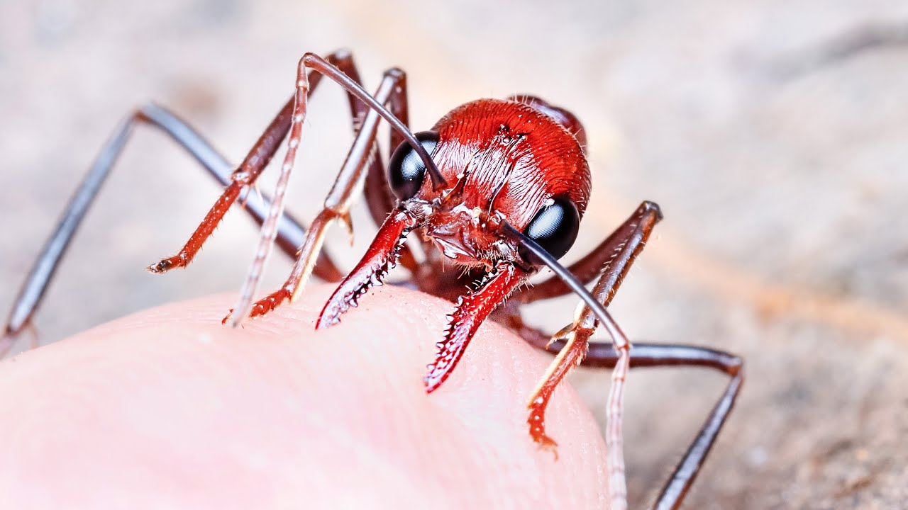 2cmもある毒アリの群れに近づいたら、危険すぎた