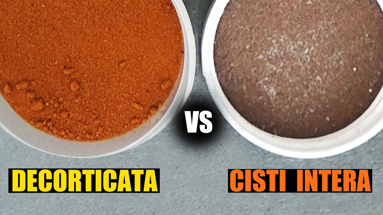Artemia Decorticata VS Cisti di Artemia: vi spiego la differenza