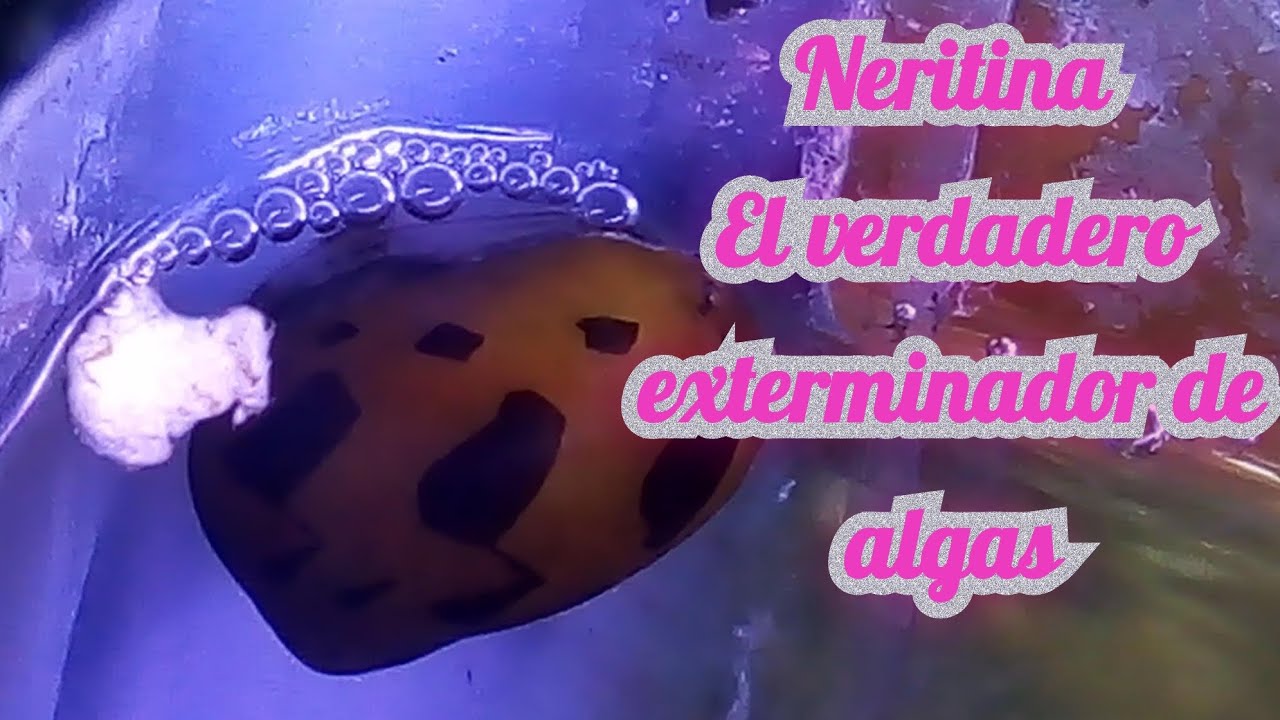 Caracol neritina, un exótico pero eficiente limpiador de acuario