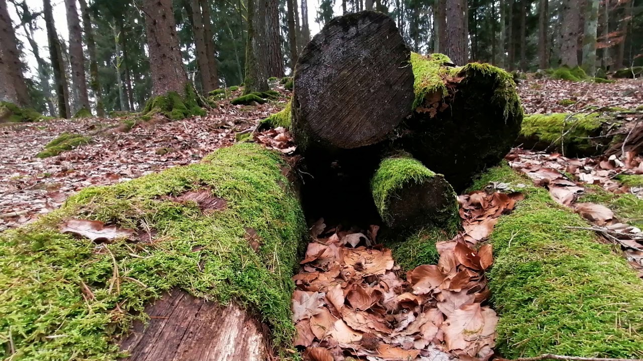 Ruine Prandegg