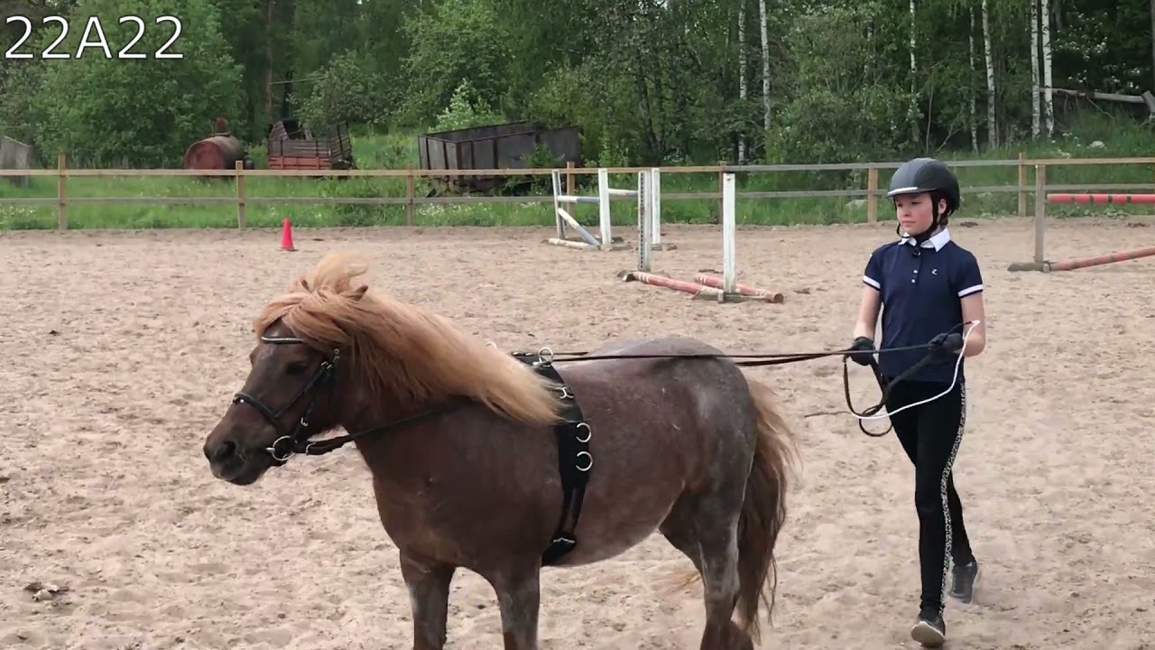 22A. Long reining, easy, group 2 / Ohjasajoluokka, helppo, ryhmä 2