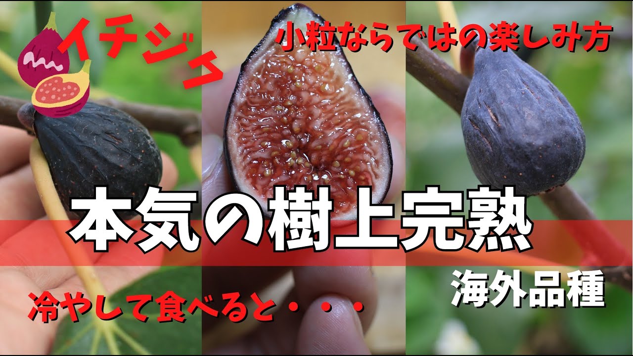 【イチジク】これぞ本気の樹上完熟。小粒な品種ならではの違った楽しみ方の紹介です。