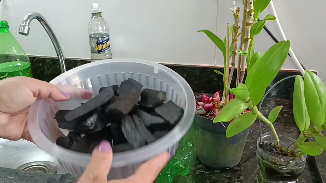 Passo a passo orquídea na semi hidroponia com carvão ❤️🥰