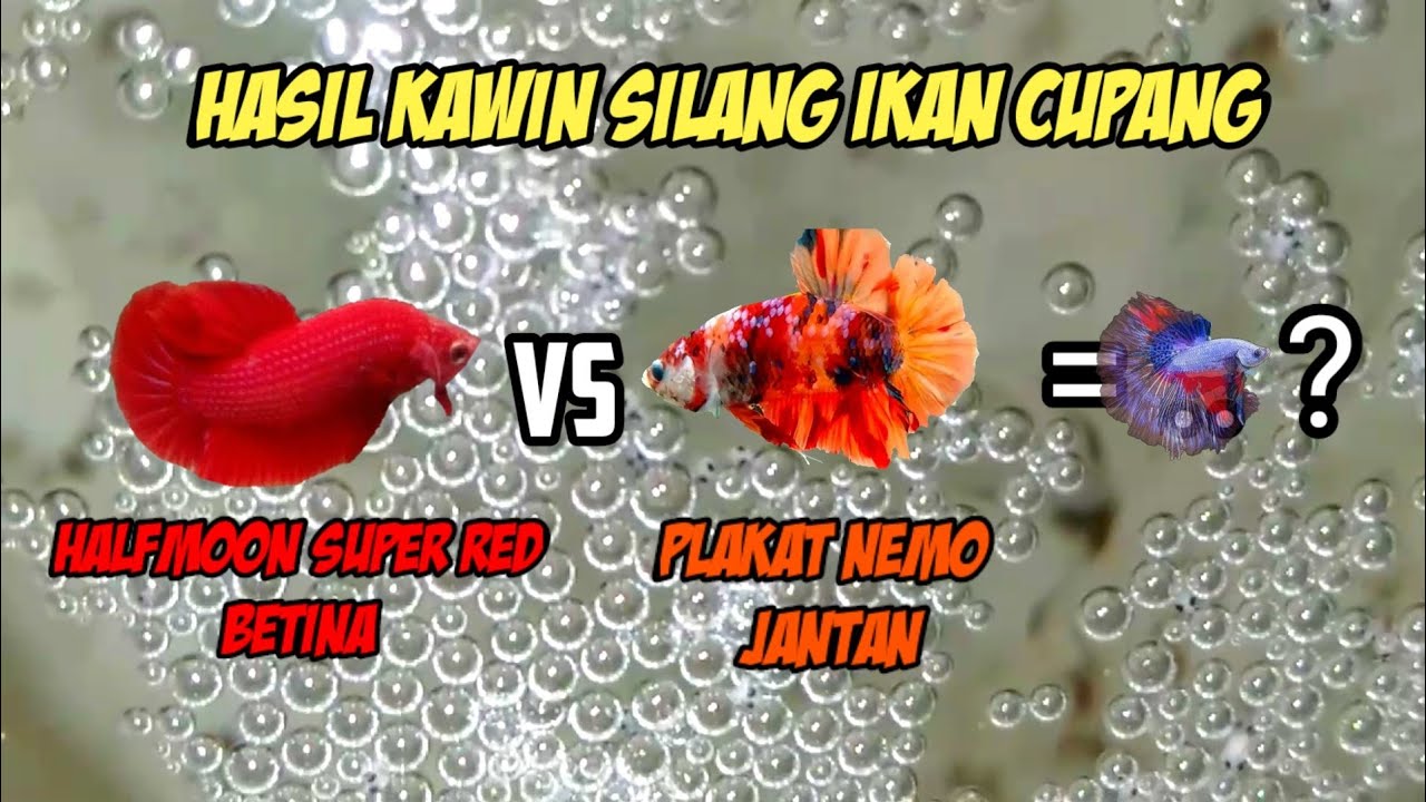 BEGINI hasilnya !! nikahin ikan CUPANG plakat NEMO dengan CUPANG HALFMOON SUPER RED