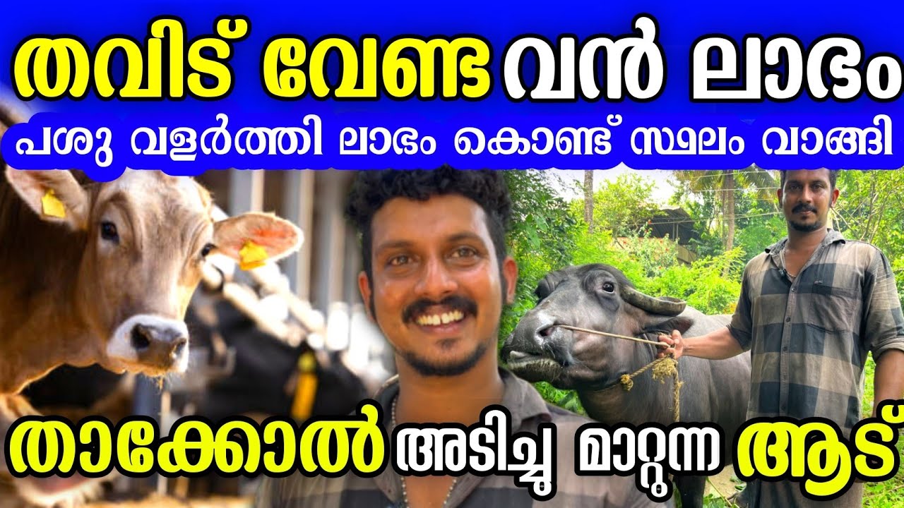 വണ്ടിയുടെ താക്കോൽ അടിച്ചു മാറ്റുന്ന ആട്, പശു വളർത്തി സ്ഥലം വാങ്ങി | Dairy farming tips 