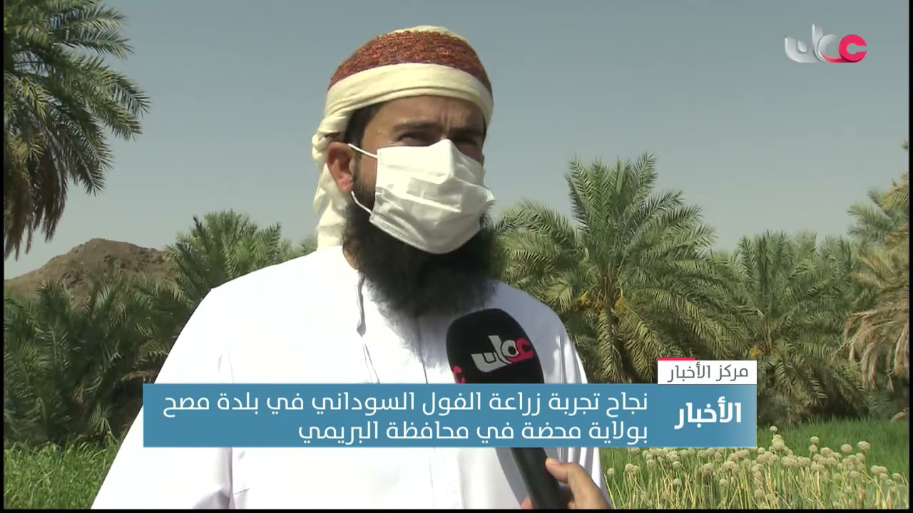 نجاح تجربة زراعة الفول السوداني في بلدة مصح بولاية محضة في محافظة البريمي