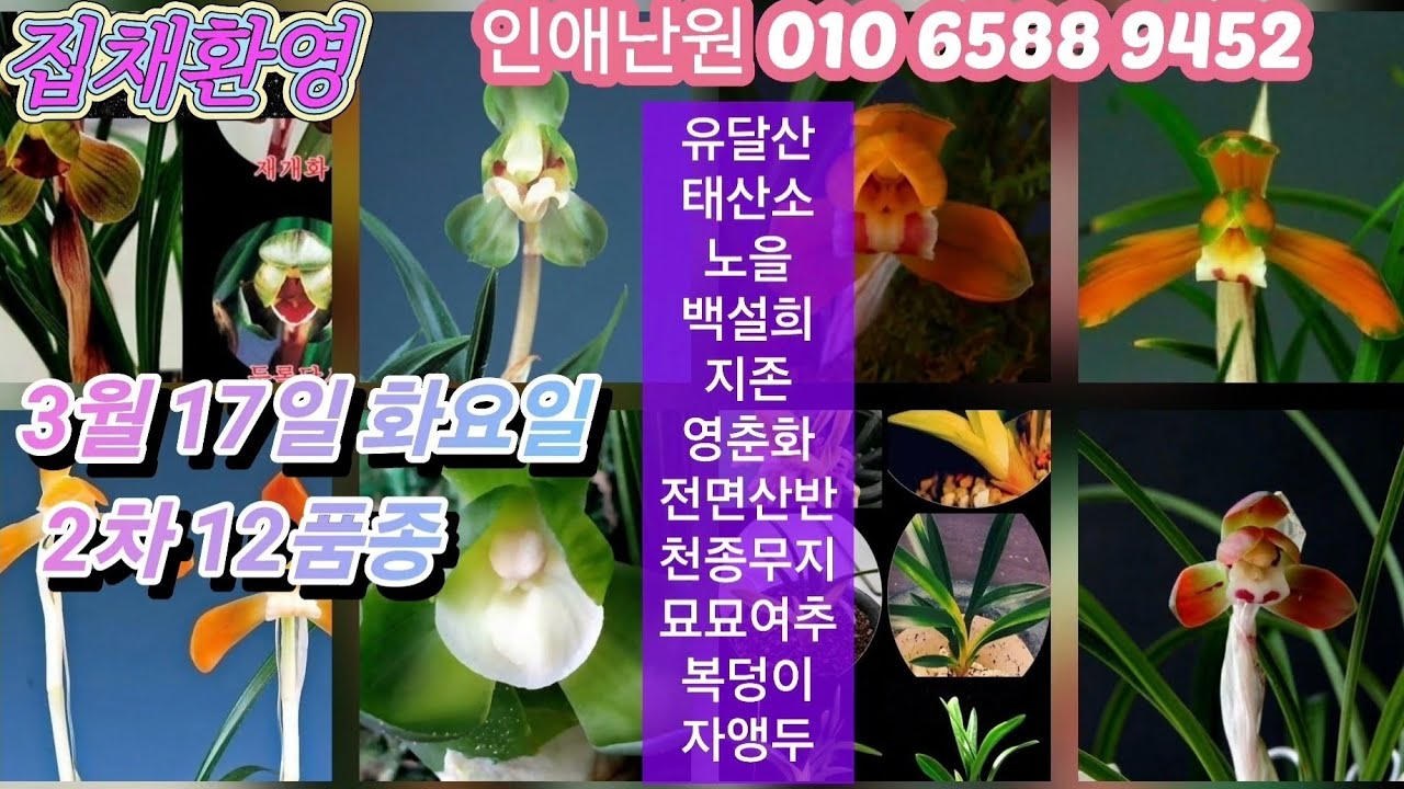 3월 17일 화/2차 유달산 태산소 노을 백설희 지존 영춘화 전면산반 천종무지 묘묘 복덩이자앵두 여추 12품종 판매합니다