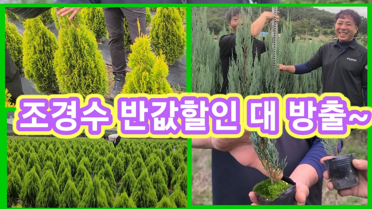 아주싸게 드려요~~조경수 시중대비 반값할인 대방출~ 관상수,정원수,에메랄드그린,문그로우,황금측박,좀눈향,스카이로켓