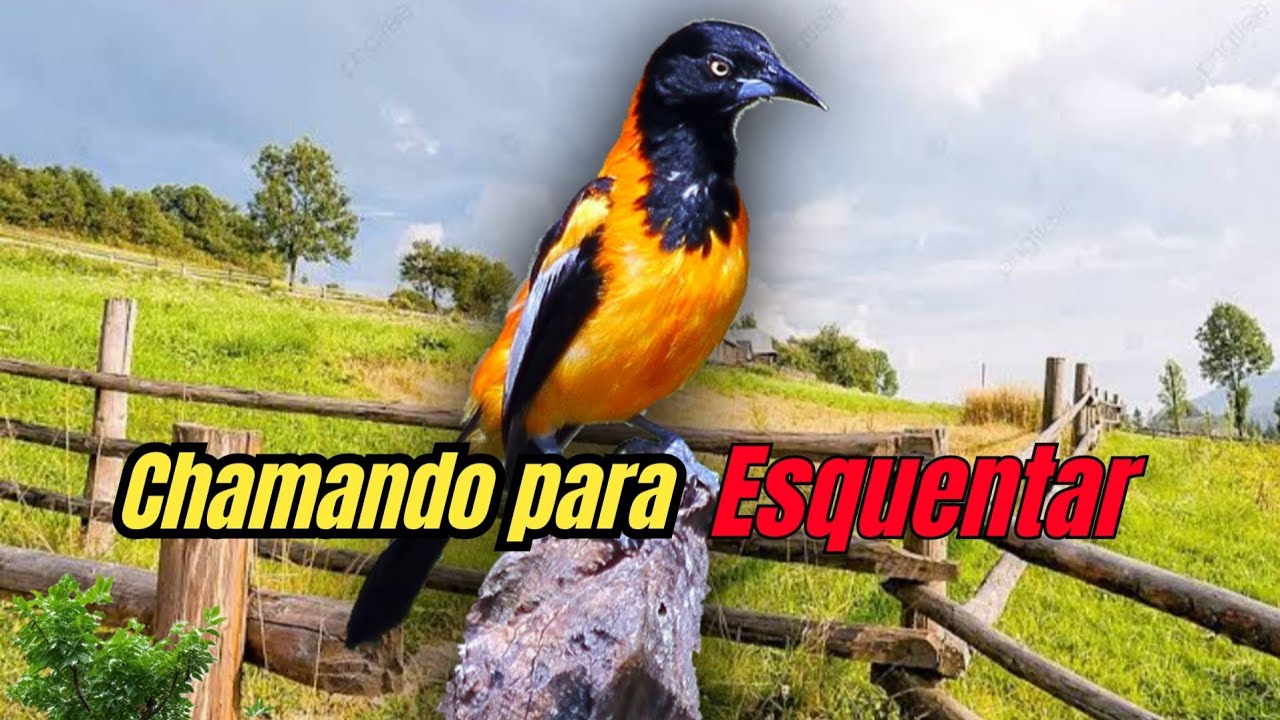 F&ecirc;mea de corrupi&atilde;o chamando ou sofreu e concriz para esquentar o macho