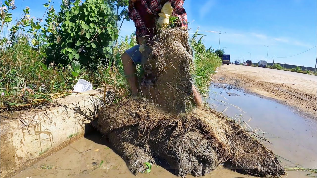 Importance of  Cleaning  Grass and Debris by the Street Road