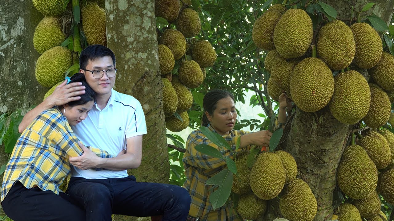 Linda Harvests Jackfruit To Sell – Plants Vegetables – CEO Quang Loves Linda Deeply