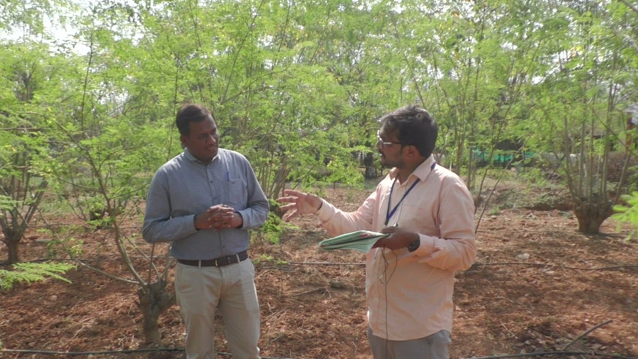 Bagalkote Bhagya 300 to 500 Drumsticks per Tree||Drumstic Farming