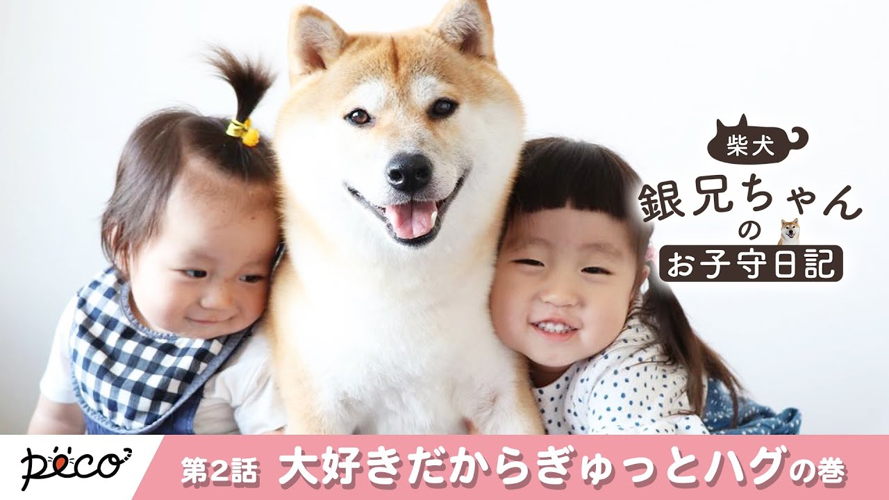 【柴犬銀兄ちゃんのお子守日記】第2話 大好きだからぎゅっとハグ💕【PECO】