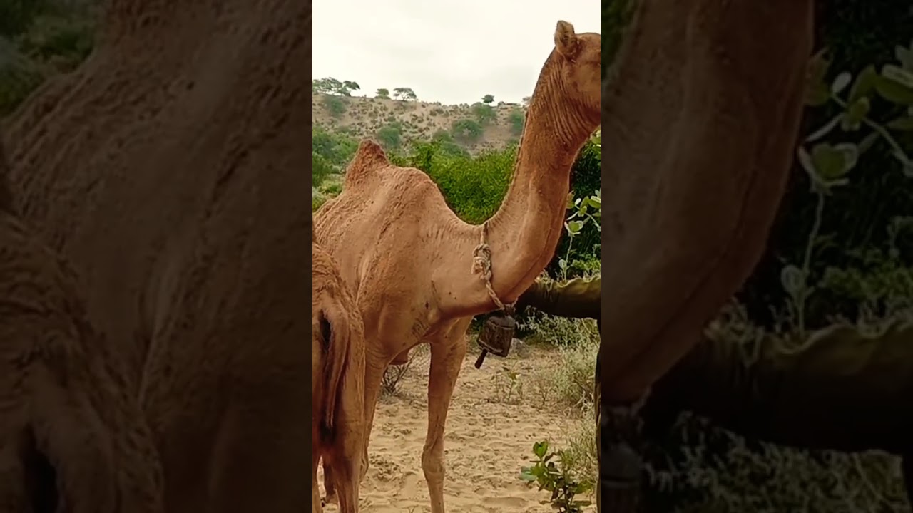 Cameleer with his camel in jungle and enjoying weather | Camel lover #love #lovestory #camel