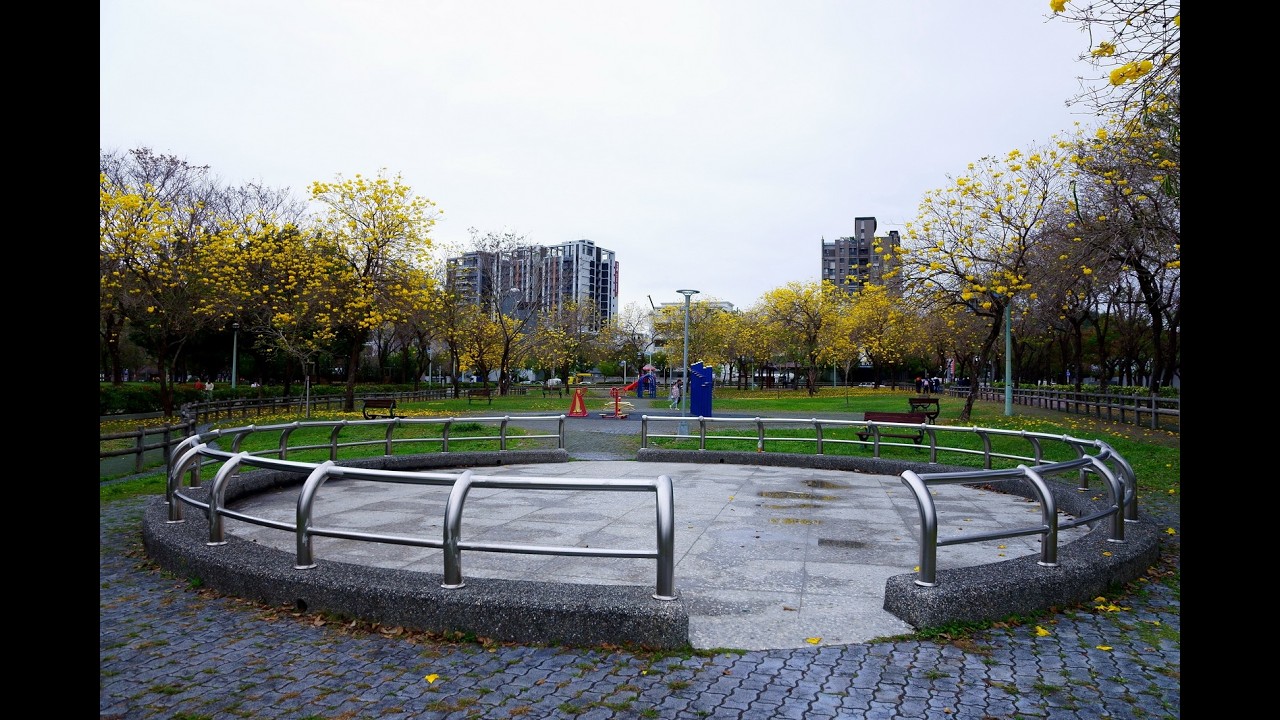 廍子公園黃花風鈴木20260304