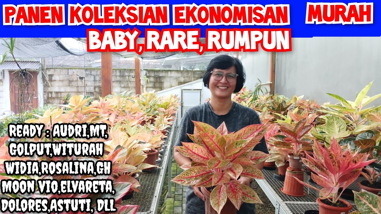 Panen baby2 koleksian ekonomisan murah banyak dicari| Harga aglonema koleksian & rare @MW Garden