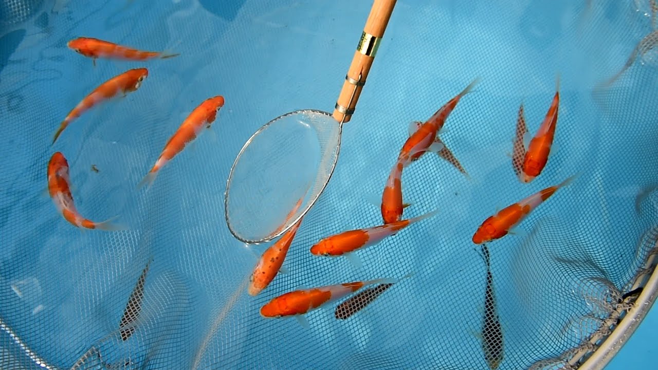 Modern Koi Blog #1190 - Live from Japan: Goshiki 2nd Selection
