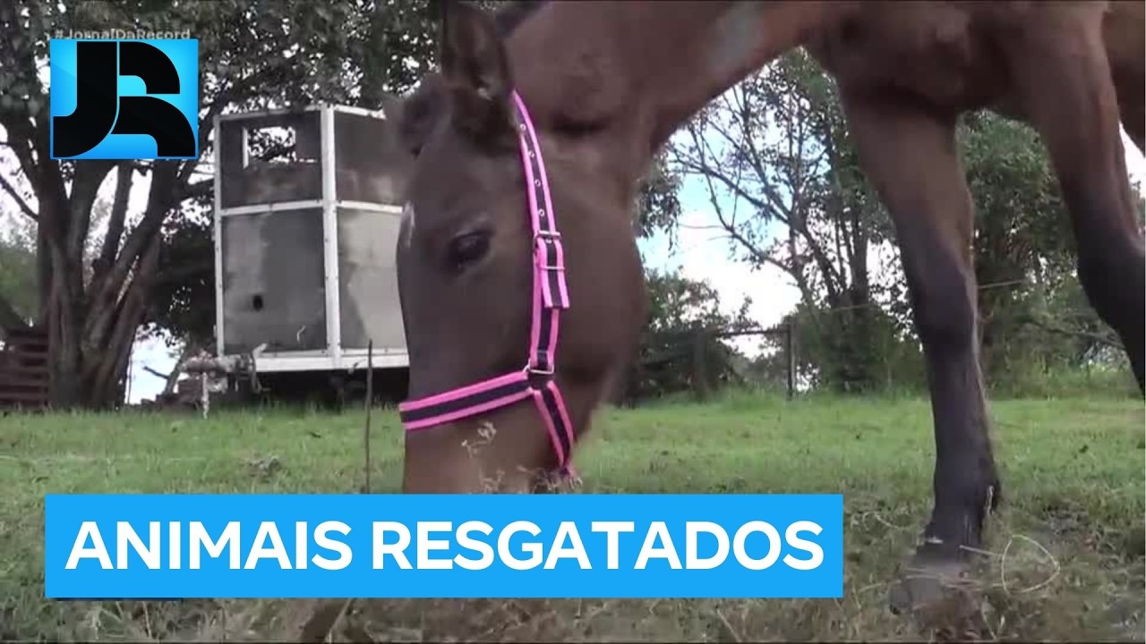 Quase 200 animais são resgatados em rodovias de SP no ano passado