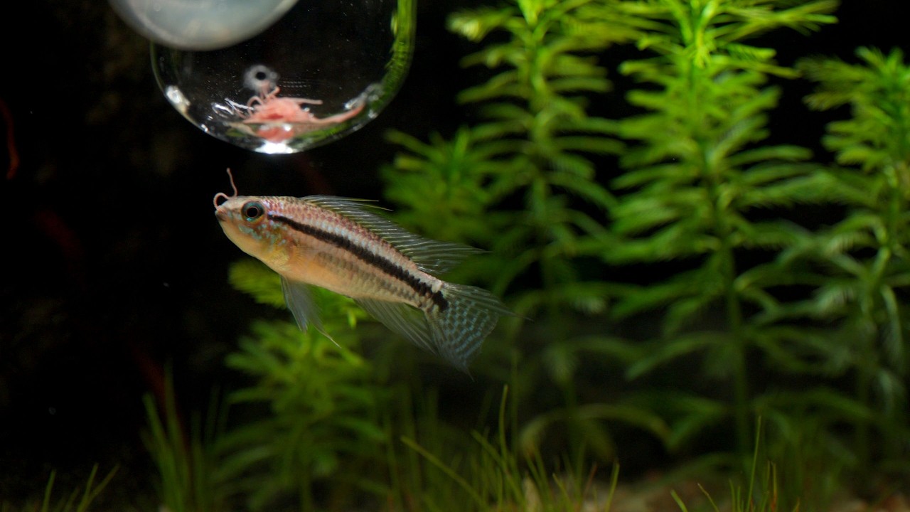 A Japanese Inspired Paludarium for Dwarf Cichlids