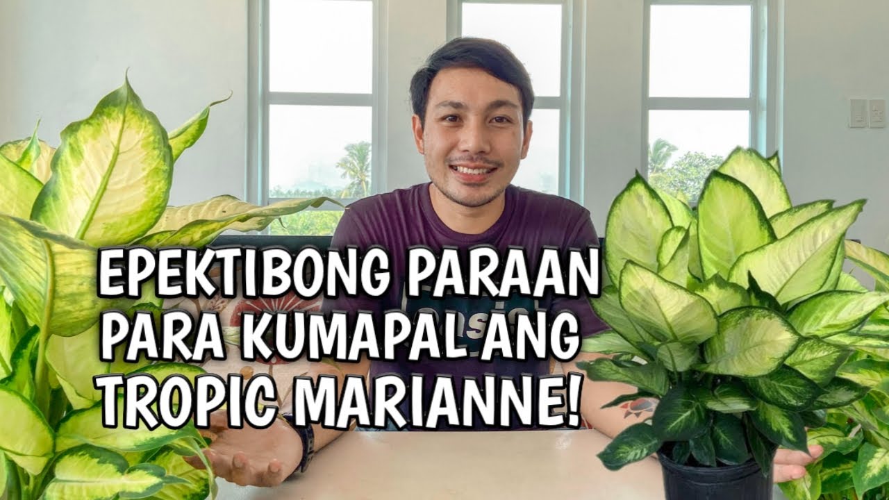 THE BEAUTY OF TROPIC MARIANNE | COMPLETE CARE GUIDE