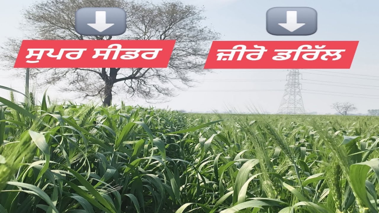ਜ਼ੀਰੋ ਡਰਿੱਲ vs ਸੁਪਰ ਸੀਡਰ ਵਾਲੀ ਕਣਕ #zerodrill #superseeder